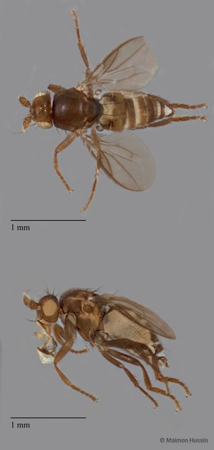 Sphaeroceridae sp. "ZRCBDP0104863"•&copy; Maimon Hussin•All Rights Reserved