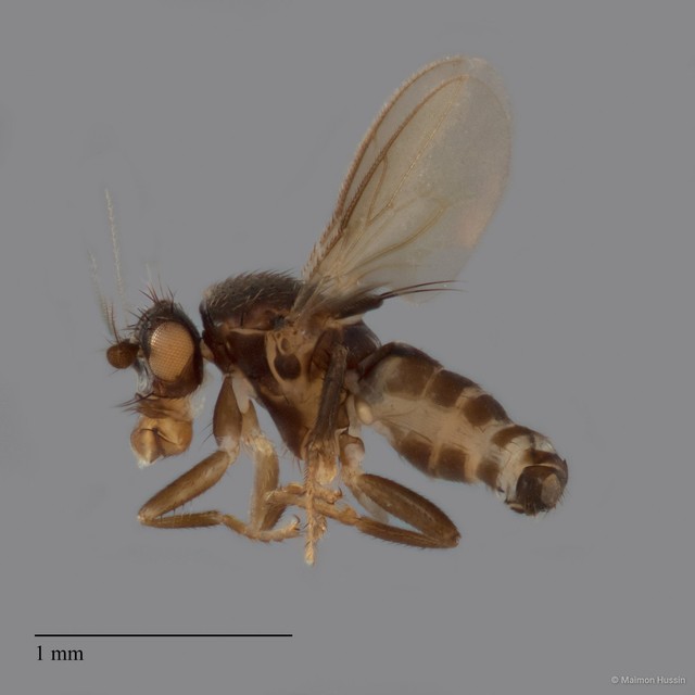 Sphaeroceridae sp. "ZRCBDP0104907"•&copy; Maimon Hussin•All Rights Reserved