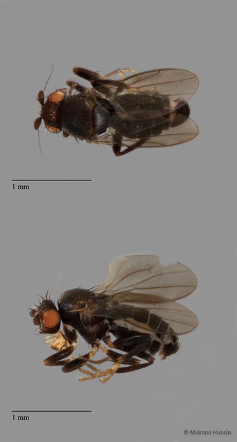 Sphaeroceridae sp. "ZRCBDP0104913"•&copy; Maimon Hussin•All Rights Reserved