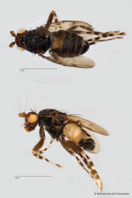 Sphaeroceridae sp. "ZRCBDP0104986"•&copy; Miteshravin S/O Ravindran•All Rights Reserved