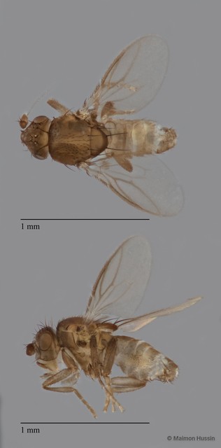 Sphaeroceridae sp. "ZRCBDP0105034"•&copy; Maimon Hussin•All Rights Reserved