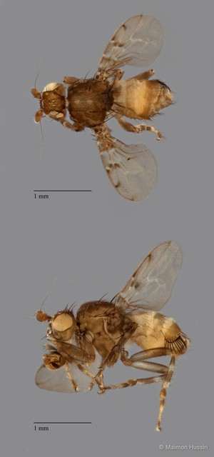 Sphaeroceridae sp. "ZRCBDP0105467"•&copy; Maimon Hussin•All Rights Reserved