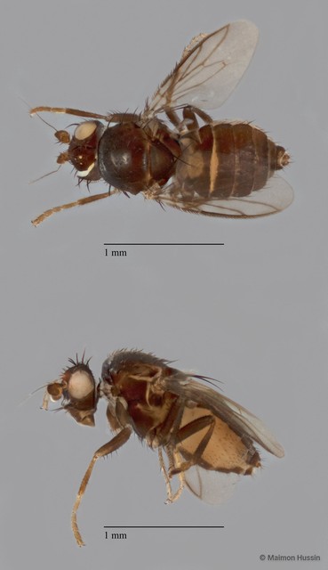 Sphaeroceridae sp. "ZRCBDP0105511"•&copy; Maimon Hussin•All Rights Reserved