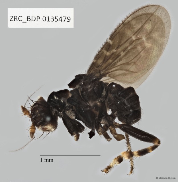Sphaeroceridae sp. "ZRCBDP0135479"•&copy; Maimon Hussin•All Rights Reserved