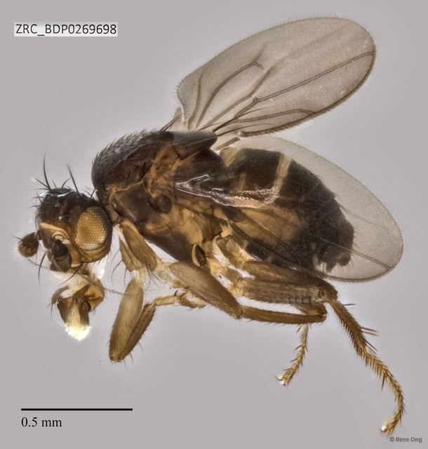 Sphaeroceridae sp. "ZRCBDP0269698"•&copy; Rene Ong•All Rights Reserved