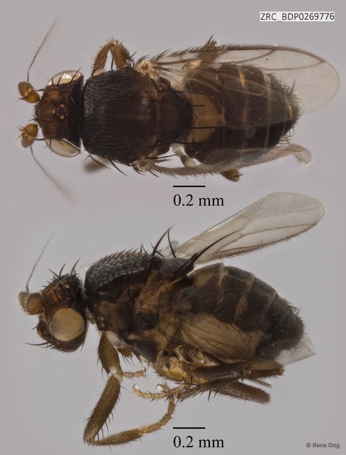 Sphaeroceridae sp. "ZRCBDP0269776"•&copy; Rene Ong•All Rights Reserved