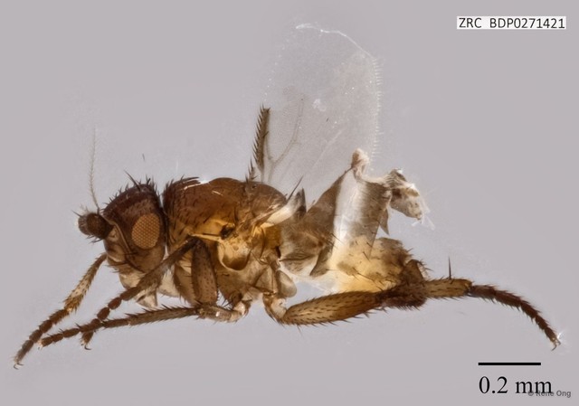Sphaeroceridae sp. "ZRCBDP0271421"•&copy; Rene Ong•All Rights Reserved