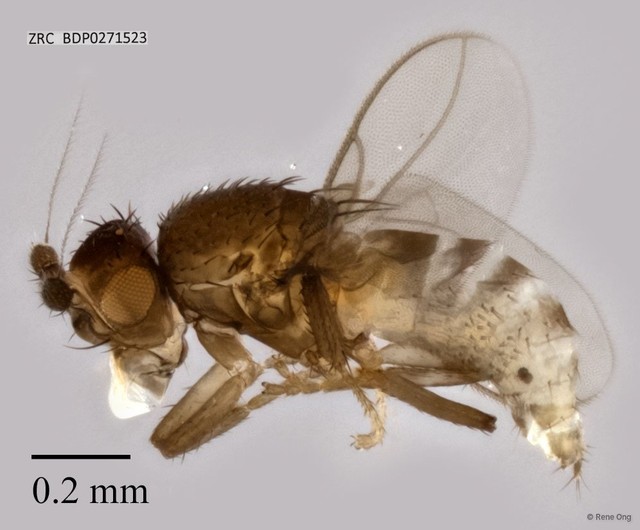 Sphaeroceridae sp. "ZRCBDP0271523"•&copy; Rene Ong•All Rights Reserved