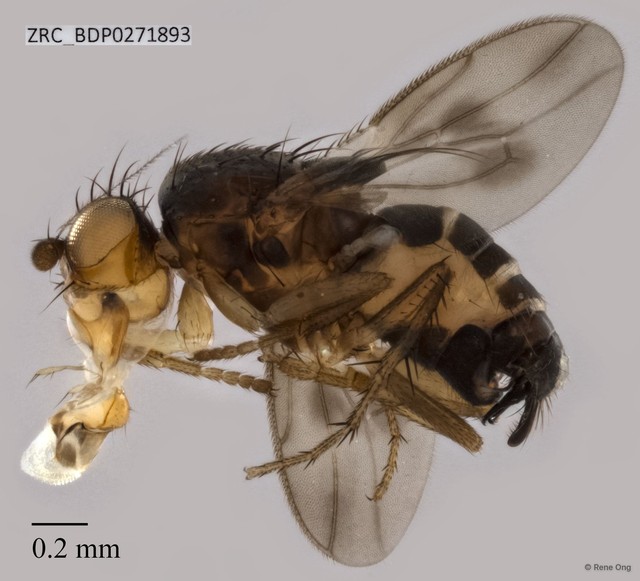 Limosininae sp. "ZRCBDP0271893"•&copy; Rene Ong•All Rights Reserved