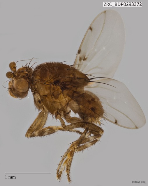 Sphaeroceridae sp. "ZRCBDP0293372"•&copy; Rene Ong•All Rights Reserved