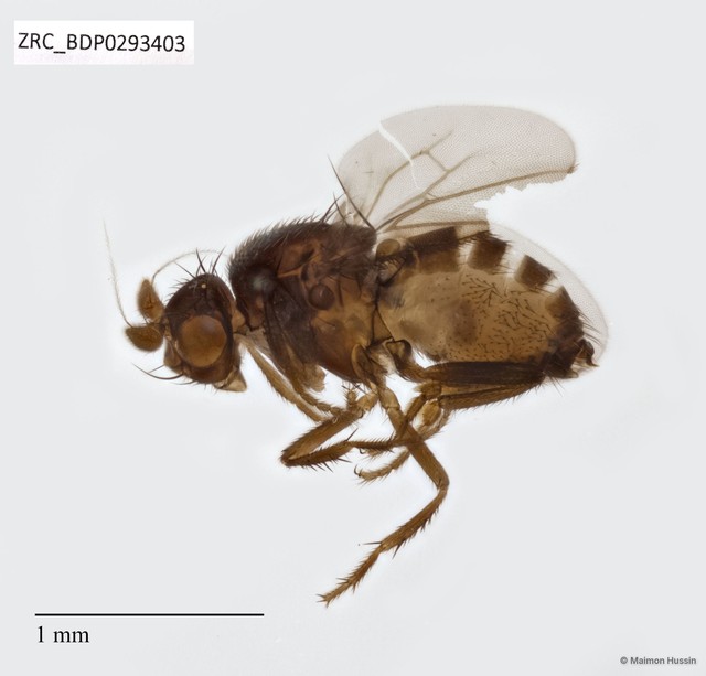 Sphaeroceridae sp. "ZRCBDP0293403"•&copy; Maimon Hussin•All Rights Reserved