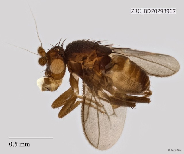 Sphaeroceridae sp. "ZRCBDP0293967"•&copy; Rene Ong•All Rights Reserved