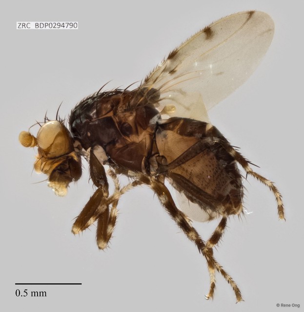 Sphaeroceridae sp. "ZRCBDP0294790"•&copy; Rene Ong•All Rights Reserved