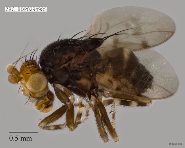 Sphaeroceridae sp. "ZRCBDP0294985"•&copy; Rene Ong•All Rights Reserved