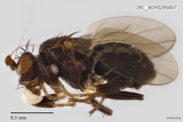 Sphaeroceridae sp. "ZRCBDP0295457"•&copy; Rene Ong•All Rights Reserved