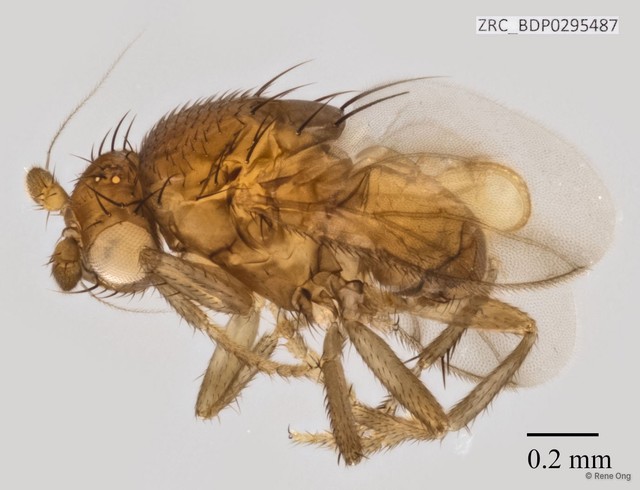 Sphaeroceridae sp. "ZRCBDP0295487"•&copy; Rene Ong•All Rights Reserved