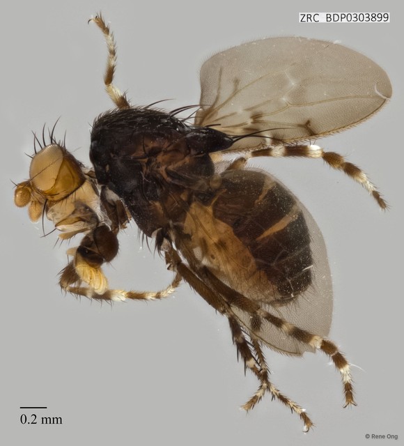 Sphaeroceridae sp. "ZRCBDP0303899"•&copy; Rene Ong•All Rights Reserved
