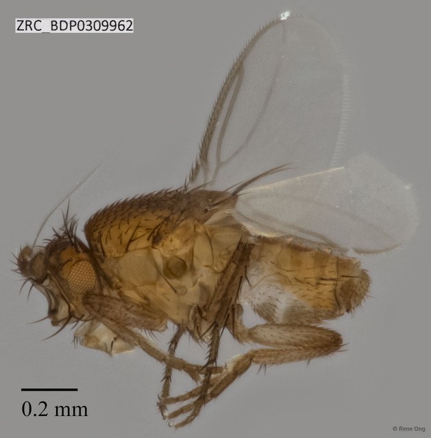 Sphaeroceridae sp. "ZRCBDP0309962"•&copy; Rene Ong•All Rights Reserved