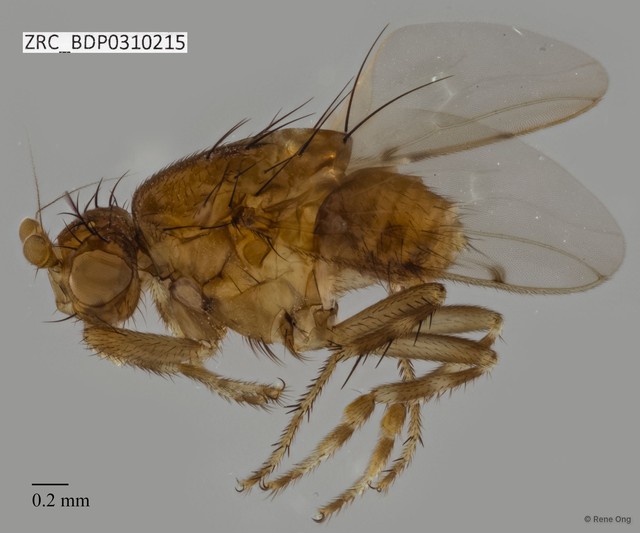 Sphaeroceridae sp. "ZRCBDP0310215"•&copy; Rene Ong•All Rights Reserved