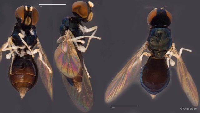 Pachygastrinae sp. "cf. Abiomyia ZRCBDP0050050"•&copy; Arina Adom•All Rights Reserved
