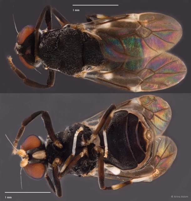 Stratiomyidae sp. "cf. Camptopteromyia ZRCBDP0050046"•&copy; Arina Adom•All Rights Reserved