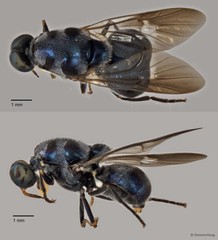 Pachygastrinae sp. "cf. Cibotogaster ZRCBDP0016983/0016984"•&copy; Terence Kang•All Rights Reserved