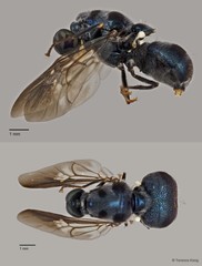 Pachygastrinae sp. "cf. Cibotogaster ZRCBDP0016983/0016984"•&copy; Terence Kang•All Rights Reserved