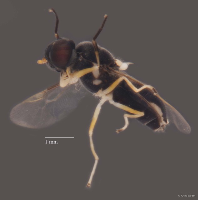 Stratiomyidae sp. "cf. Oxycera/Pachygasterinae ZRCBDP0051634"•&copy; Arina Adom•All Rights Reserved