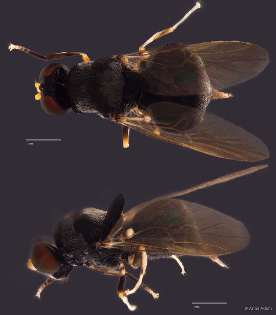 Stratiomyidae sp. "gen n. nr. Cheorismenus ZRCBDP0049538"•&copy; Arina Adom•All Rights Reserved