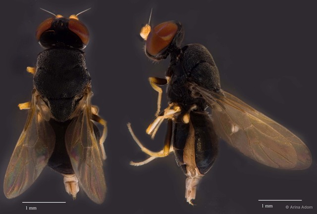 Pachygastrinae sp. "ZRCBDP0050054"•&copy; Arina Adom•All Rights Reserved