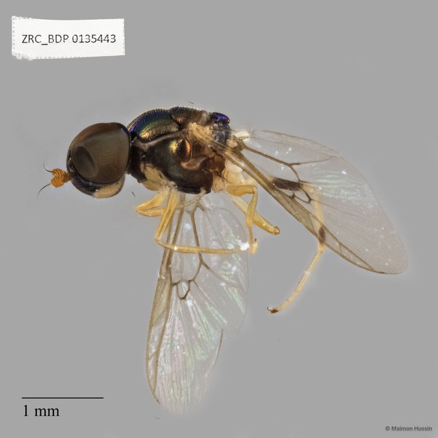 Stratiomyidae sp. "ZRCBDP0135443"•&copy; Maimon Hussin•All Rights Reserved