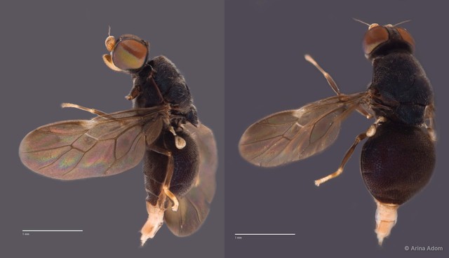 Camptopteromyia sp. "ZRCBDP0049967 / ZRCBDP0063642"•&copy; Arina Adom•All Rights Reserved