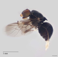 Camptopteromyia sp. "ZRCBDP0049967 / ZRCBDP0063642"•&copy; Arina Adom•All Rights Reserved