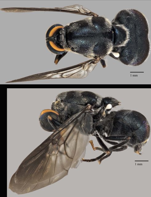 Cibotogaster sp. "ZRCBDP0038958"•&copy; Terence Kang•All Rights Reserved