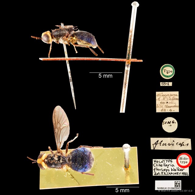 Cyphomyia flaviceps•&copy; Wan FA Jusoh•CC BY 4.0