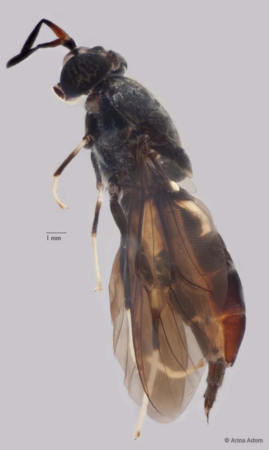 Hermetia sp. "ZRCBDP0051516"•&copy; Arina Adom•All Rights Reserved