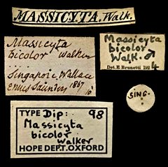 Hermetia bicolor•All Rights ReservedMuseum Label