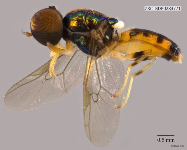 Microchrysa sp. "ZRCBDP0283771"•&copy; Rene Ong•All Rights Reserved