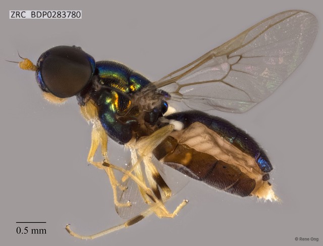 Microchrysa sp. "ZRCBDP0283780"•&copy; Rene Ong•All Rights Reserved