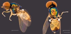 Microchrysa flaviventris•&copy; Arina Adom•All Rights Reserved