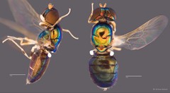 Microchrysa flaviventris•&copy; Arina Adom•All Rights Reserved