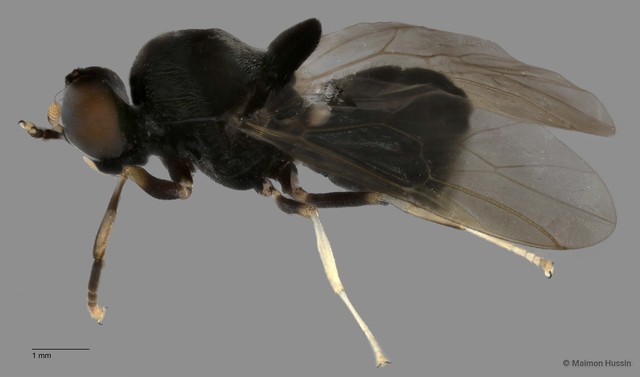 Monacanthomyia sp. "ZRCBDP0049536"•&copy; Maimon Hussin•All Rights Reserved
