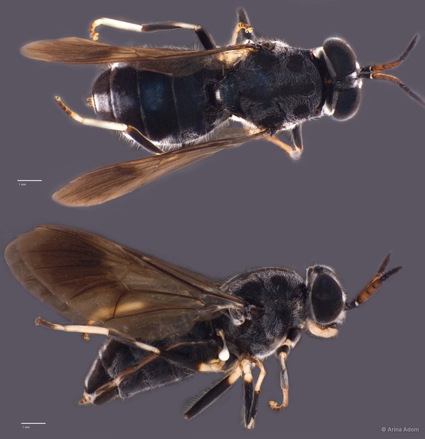 Nigritomyia sp. "ZRCBDP0050059"•&copy; Arina Adom•All Rights Reserved