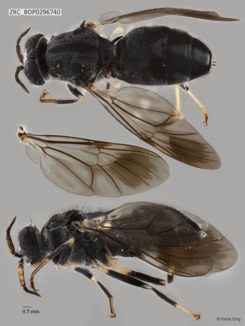 Nigritomyia sp. "ZRCBDP0296740"•&copy; Rene Ong•All Rights Reserved