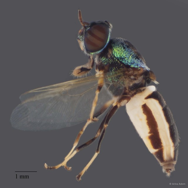Odontomyia sp. "ZRCBDP0051671"•&copy; Arina Adom•All Rights Reserved