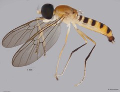 Ptecticus sp. "ZRCBDP0051647"
