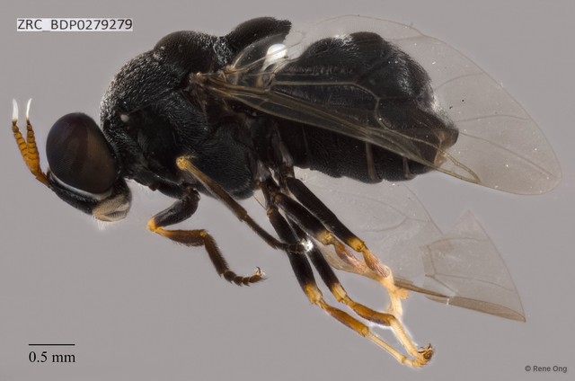 Sternobrithes sp. "ZRCBDP0279279"•&copy; Rene Ong•All Rights Reserved