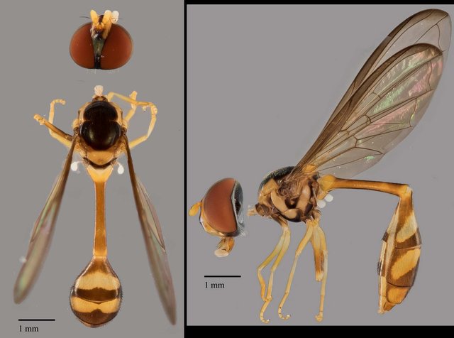 Allobaccha sp. "cf. amphithoe, ZRCBDP0038843"•&copy; Terence Kang•All Rights Reserved