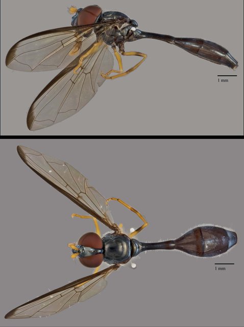 Allobaccha sp. "cf. apicalis, SYR0015"•&copy; Terence Kang•All Rights Reserved