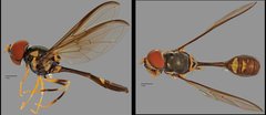 Allobaccha sp. "ZRCBDP0038826"•&copy; Terence Kang•All Rights Reserved